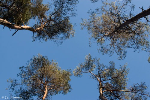 Veluwe Veluwe  Zonsondergang Veluwe Paddestoelen Nunspeet Natuur Kroondomein Epe Bomen  