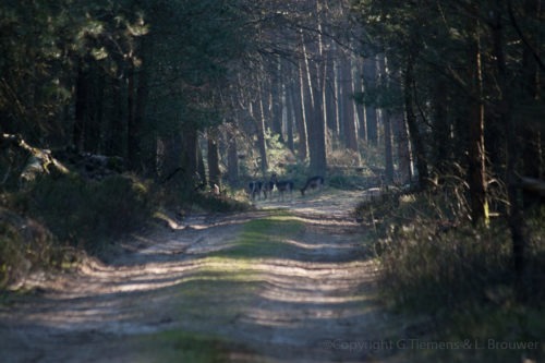 Drukke zonnige zondag in het bos, Deelerwoud Edelherten Veluwe  woeste hoeve Wandeling Veluwe Ree Natuur Lente Edelhert Deelerwoud Deelen Damhert Arnhem A50  