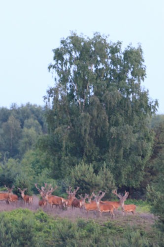 Geweidragers bijeenkomst Edelherten  Wandeling Veluwe natuurmonumenten Natuur mannetjes Hert grazen geweidragers Gewei Edelhert Deelerwoud Deelen Arnhem A50  