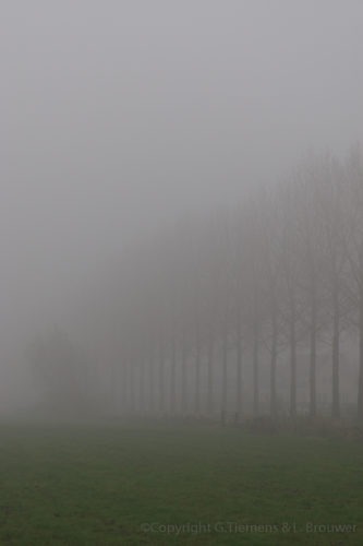 Mistige wandeling in Wageningen Nederland  Wandeling Wageningen Mist Binnenveld  