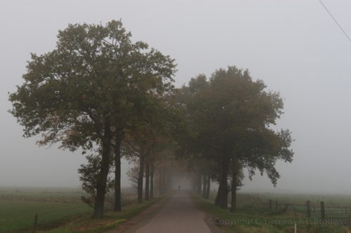 Mistige wandeling in Wageningen Nederland  Wandeling Wageningen Mist Binnenveld  