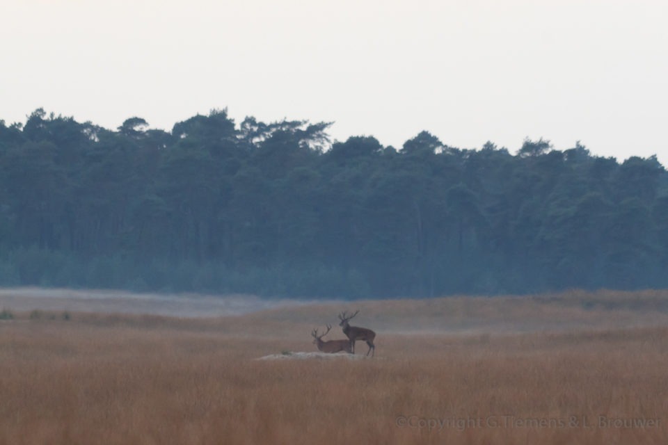 Bronst Deelerwoud Edelherten Veluwe Natuur herfst Foto Edelhert Deelerwoud Deelen Bronst
