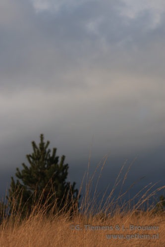 Dreigende buien tijdens wandeling Veluwe Wolkenluchten  wandelen Deelerwoud buienlucht  