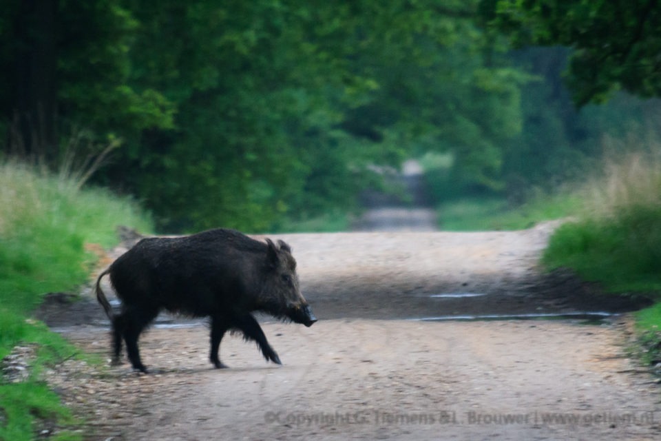 Wandelingen in het Deelerwoud: je bent niet alleen. Edelherten Veluwe Zwijn Veluwe Edelhert Deelerwoud Das