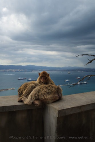 Berberapen op de rots Gibraltar  Uitzicht rots Gibraltar Berber apen  