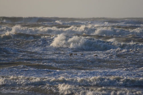 Storm aan het strand Strand en duinen  Wind Stuiven Strand Storm Noordwijkerhout Noordwijk Golven Duinen  