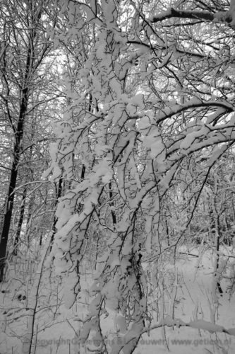Sneeuw op de Wageningseberg Winter  Wageningseberg Sneeuw bos  