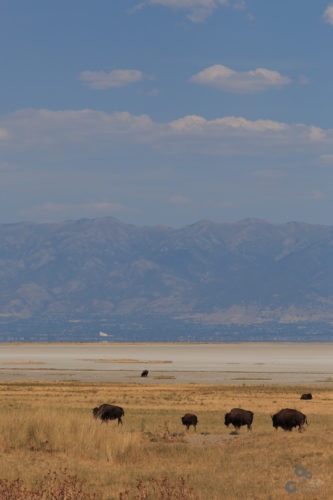 Bizons op Antelope Island bij Salt Lake City Utah  Verenigde staten Utah Salt Lake Coyote Bizons Antelope Island  