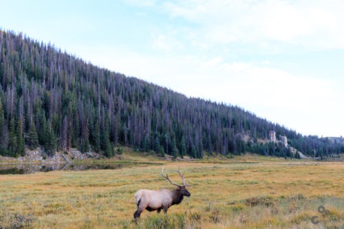 Rocky Mountain National Park, Colorado Colorado  Rocky Mountains National Park Elk Colorado  