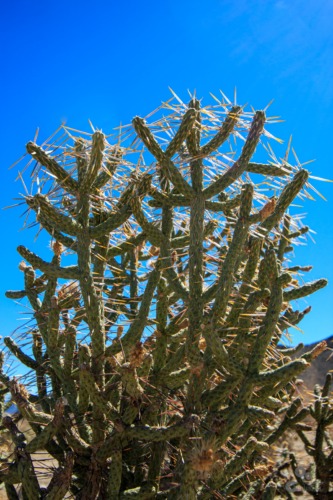 Joshua Tree National Park California  National Park Joshua Tree californie Cactus  